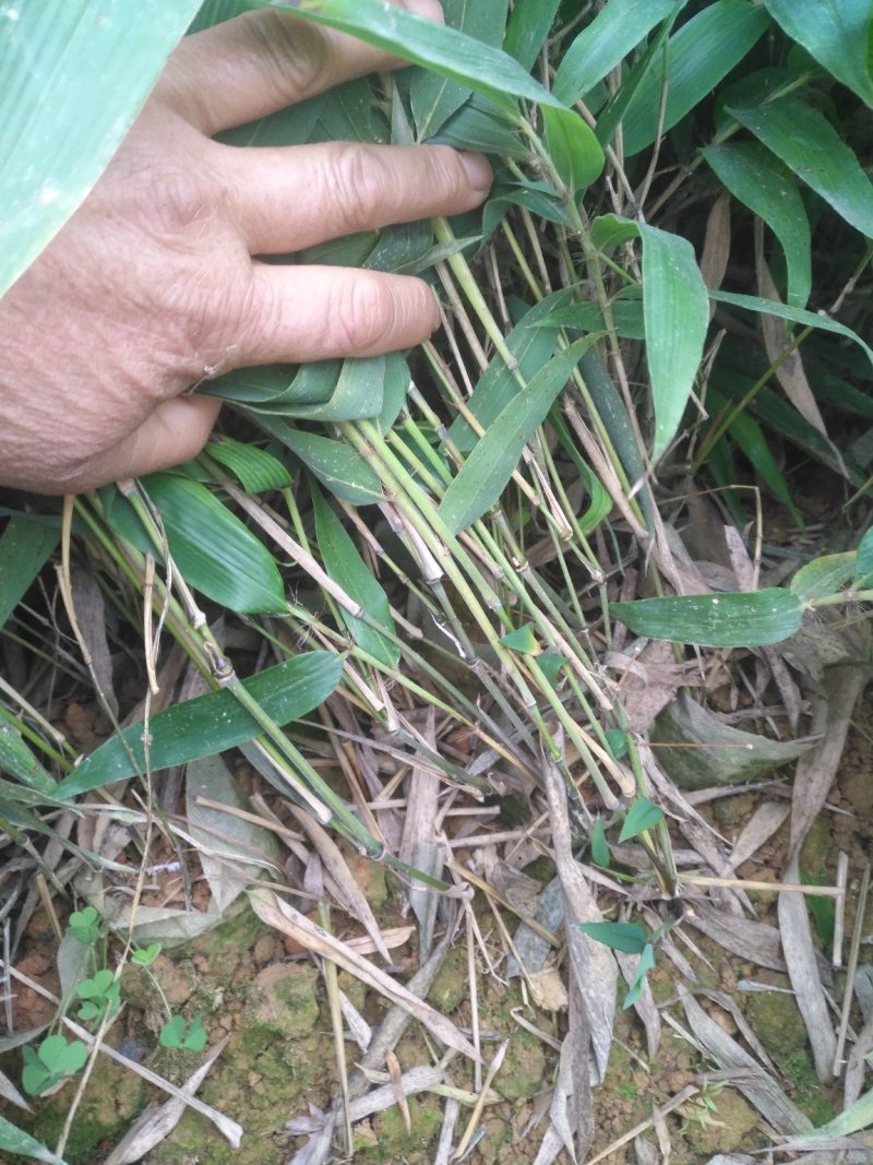 楠竹苗楠竹杯苗，一手种植户量大价优全国发货欢迎合作