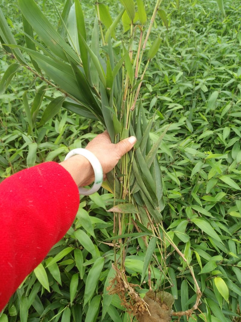 楠竹苗楠竹杯苗，一手种植户量大价优全国发货欢迎合作