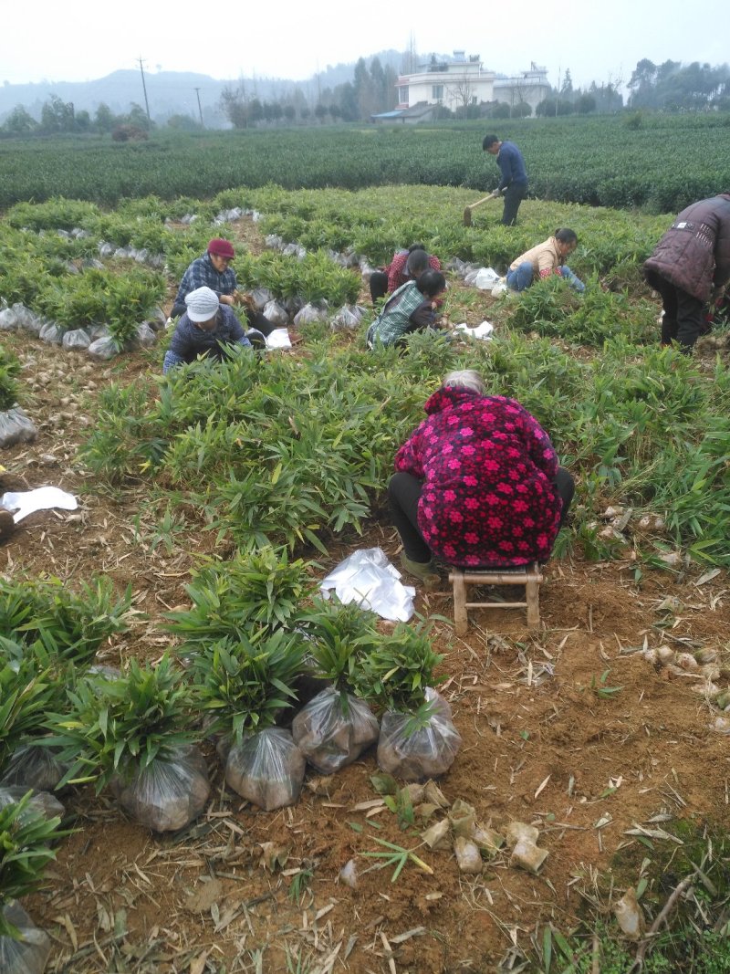 楠竹苗楠竹杯苗，一手种植户量大价优全国发货欢迎合作