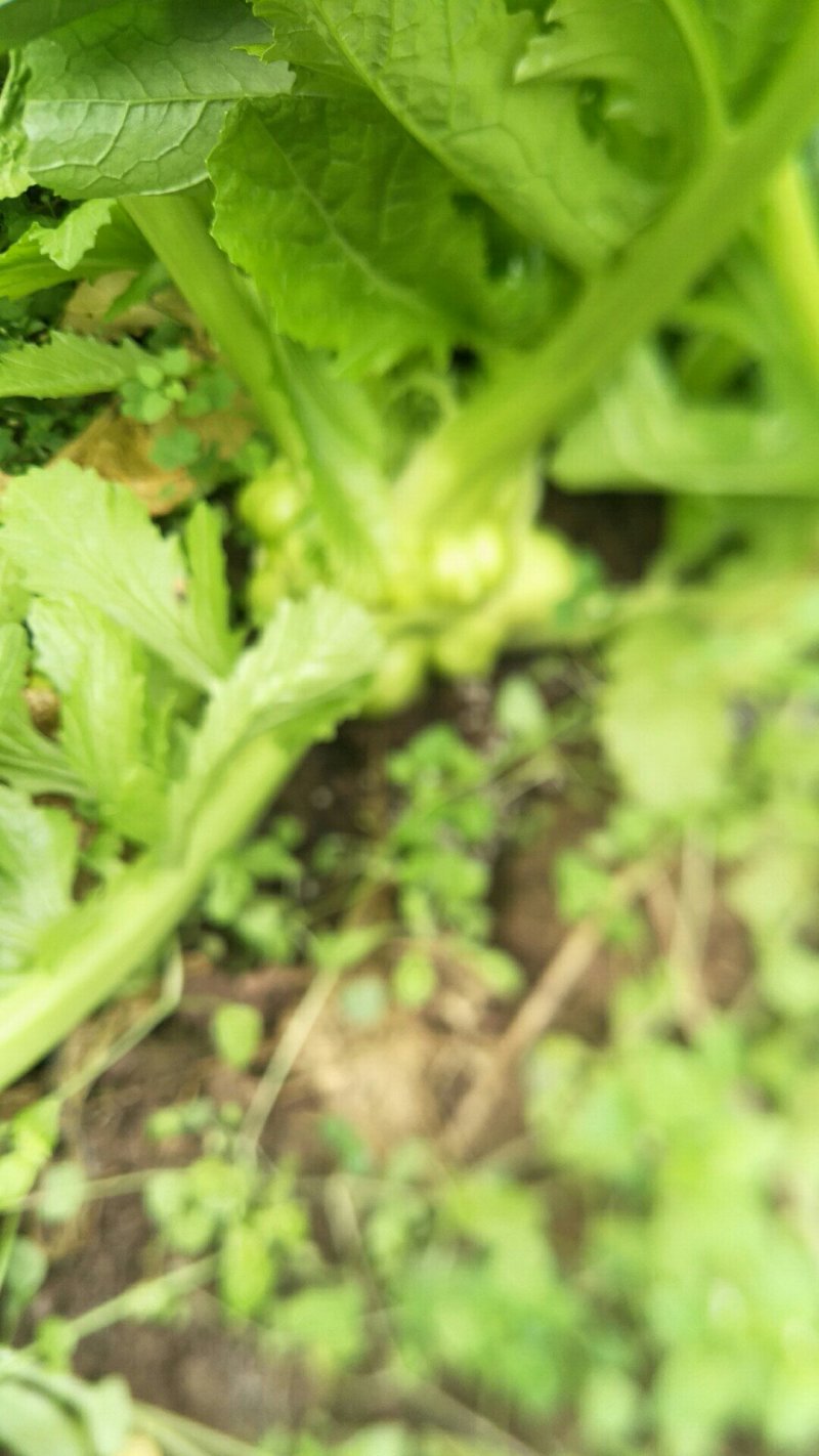 鲜榨菜