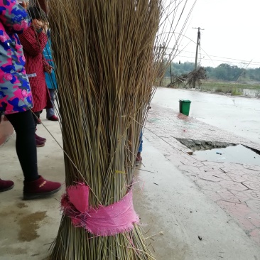 全国最大万亩灯心草基地