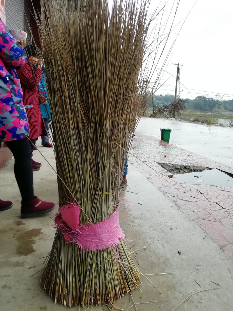 全国最大万亩灯心草基地