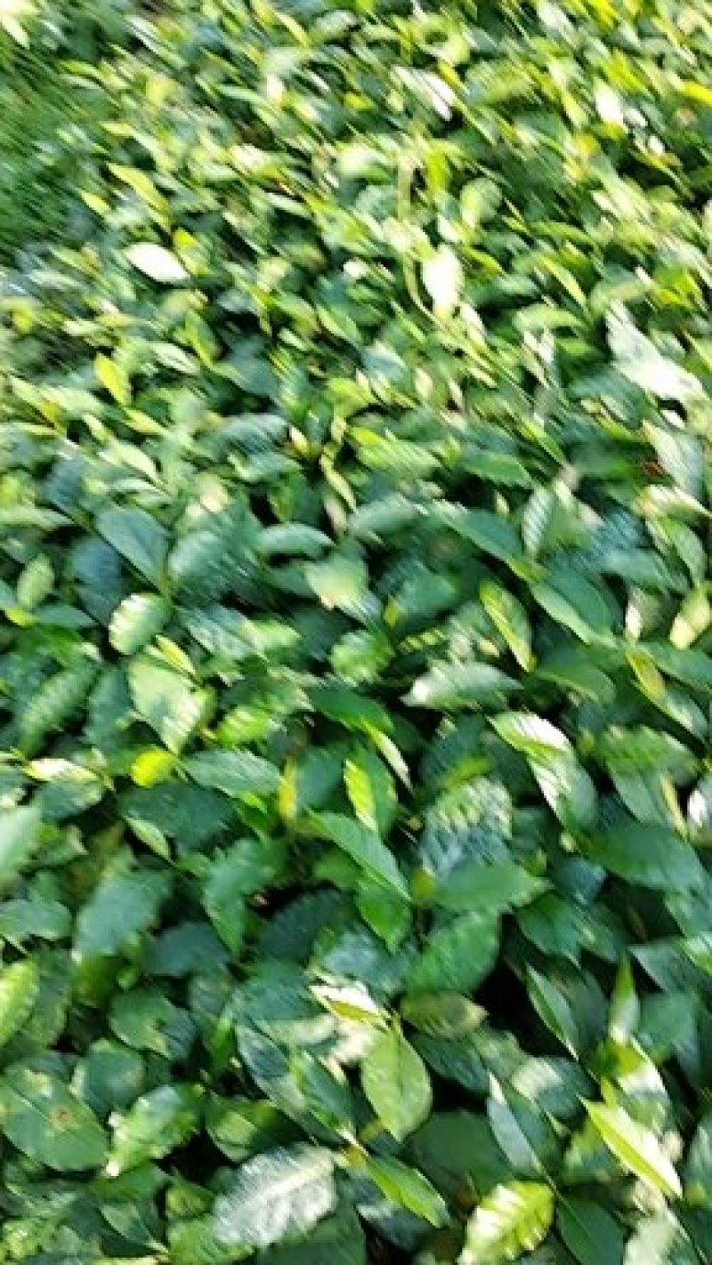 咖啡苗当年结果，可盆栽观赏地栽高产。
