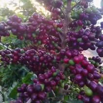 咖啡苗当年结果，可盆栽观赏地栽高产。