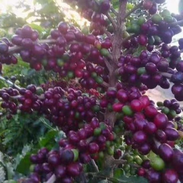 咖啡苗当年结果，可盆栽观赏地栽高产。