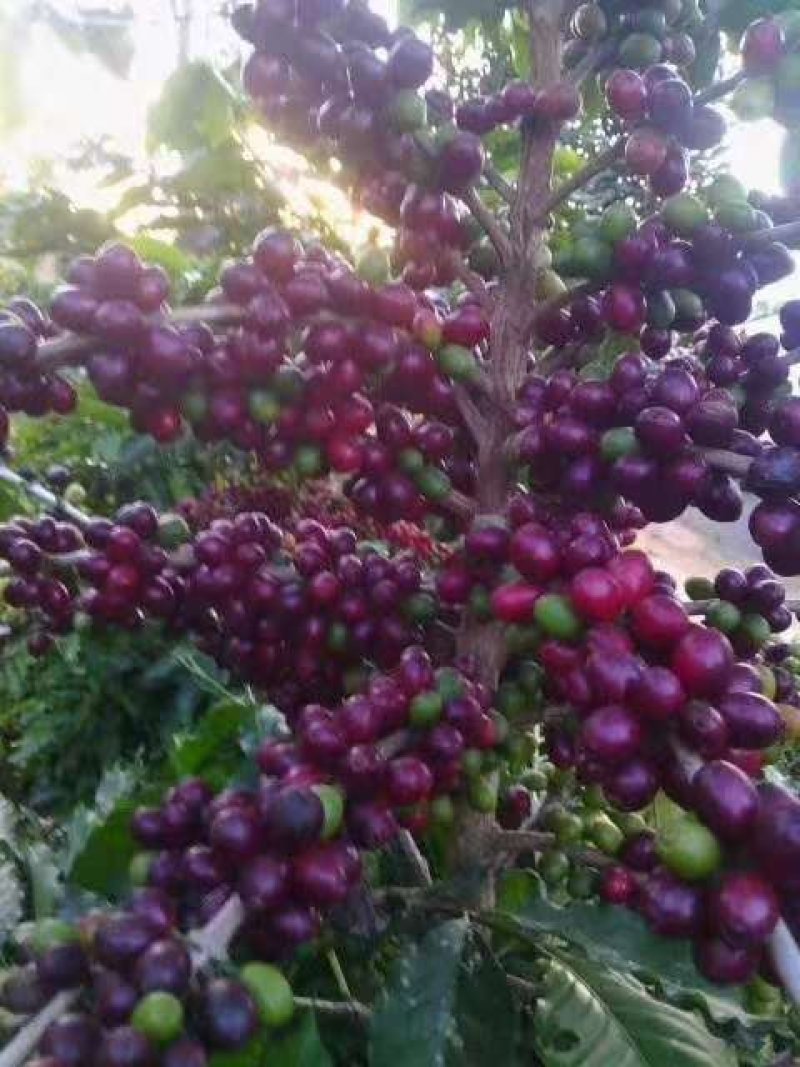 咖啡苗当年结果，可盆栽观赏地栽高产。
