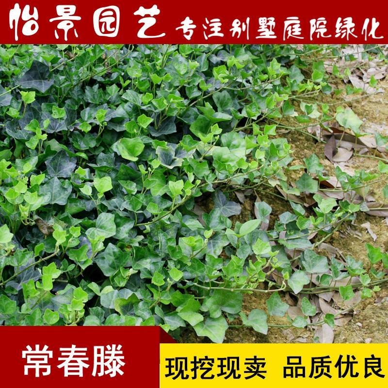 常春藤常青藤树苗庭院花卉风景树花境植物绿化树园林绿化树苗