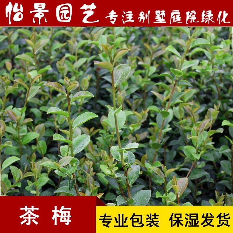 茶梅小苗茶梅毛球树苗庭院花卉风景树花境植物绿化园林绿化树