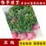 茶梅小苗茶梅毛球树苗庭院花卉风景树花境植物绿化园林绿化树