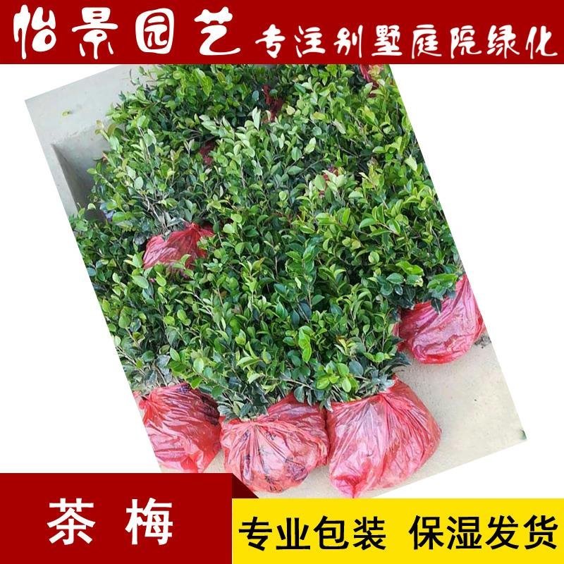 茶梅小苗茶梅毛球树苗庭院花卉风景树花境植物绿化园林绿化树