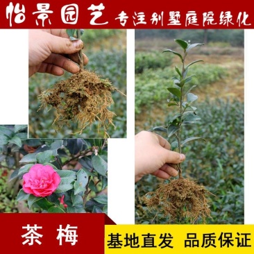 茶梅小苗茶梅毛球树苗庭院花卉风景树花境植物绿化园林绿化树