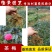 茶梅小苗茶梅毛球树苗庭院花卉风景树花境植物绿化园林绿化树