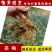 茶梅小苗茶梅毛球树苗庭院花卉风景树花境植物绿化园林绿化树