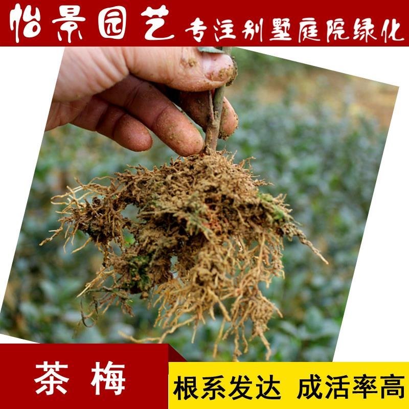 茶梅小苗茶梅毛球树苗庭院花卉风景树花境植物绿化园林绿化树