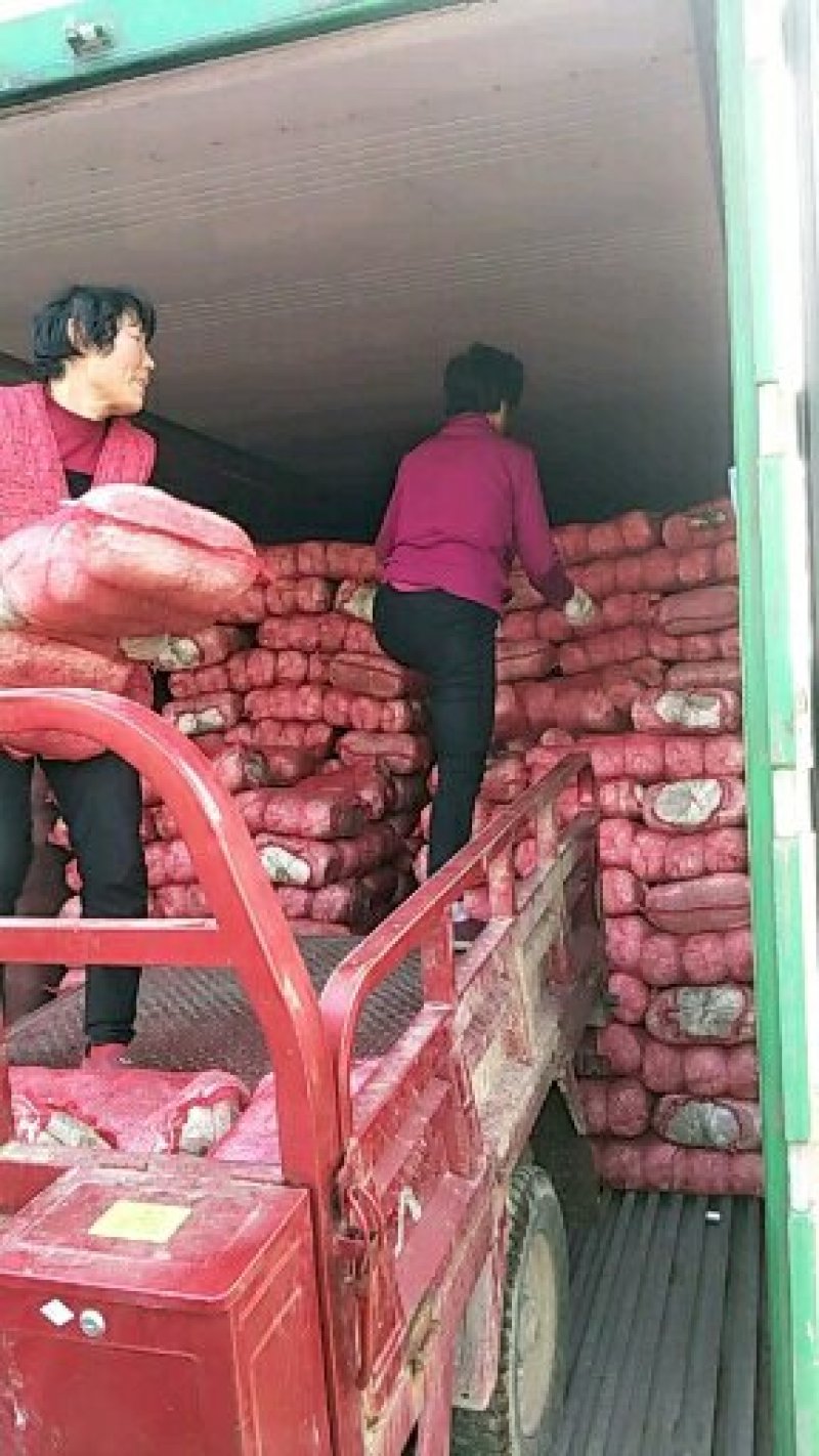平菇菌棒