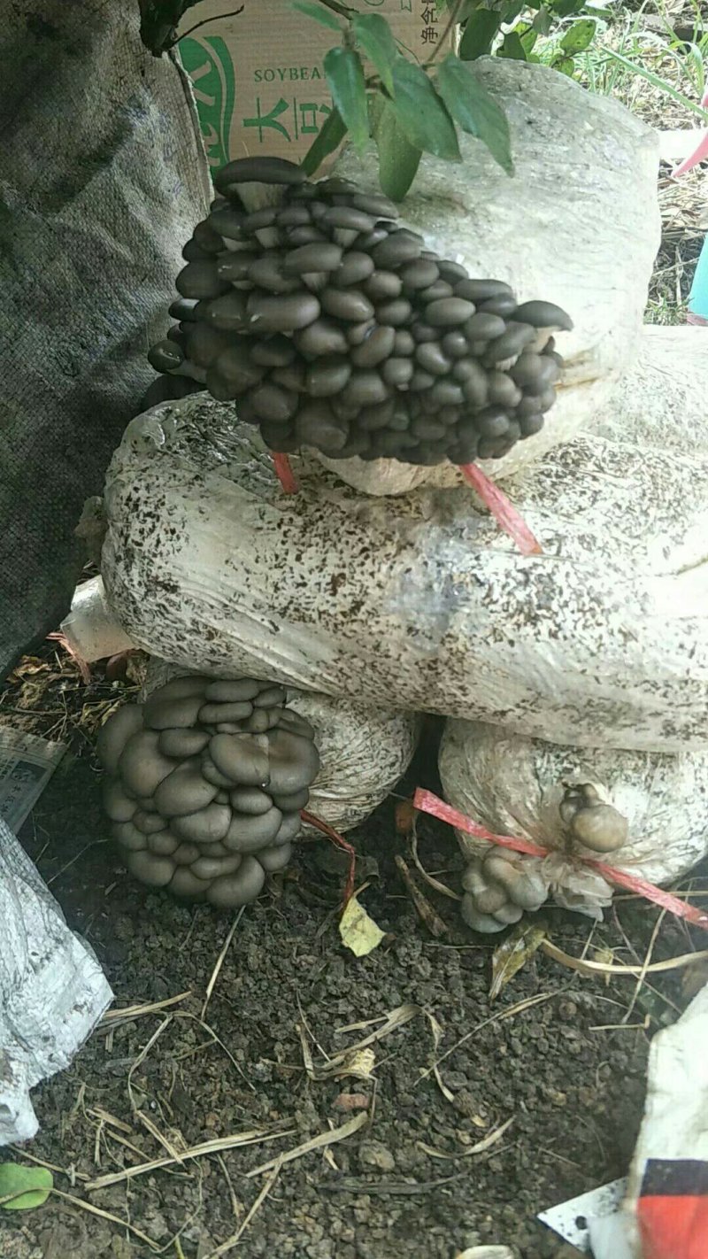 平菇菌棒