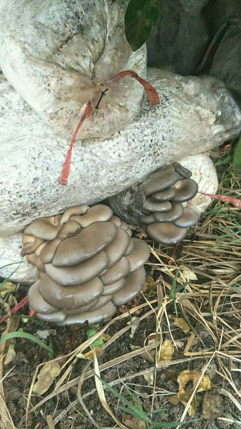 平菇菌棒