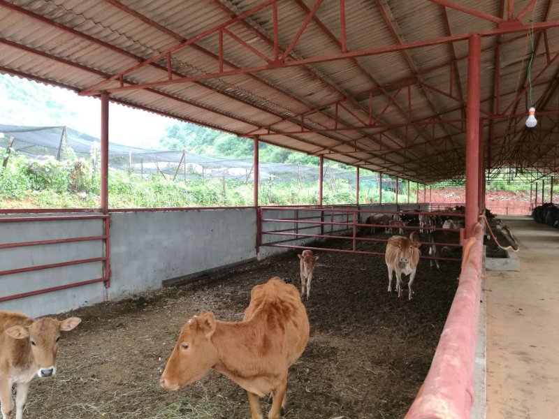 有好货：易门300亩畜牧养殖、种植用地转租，水电路房齐全