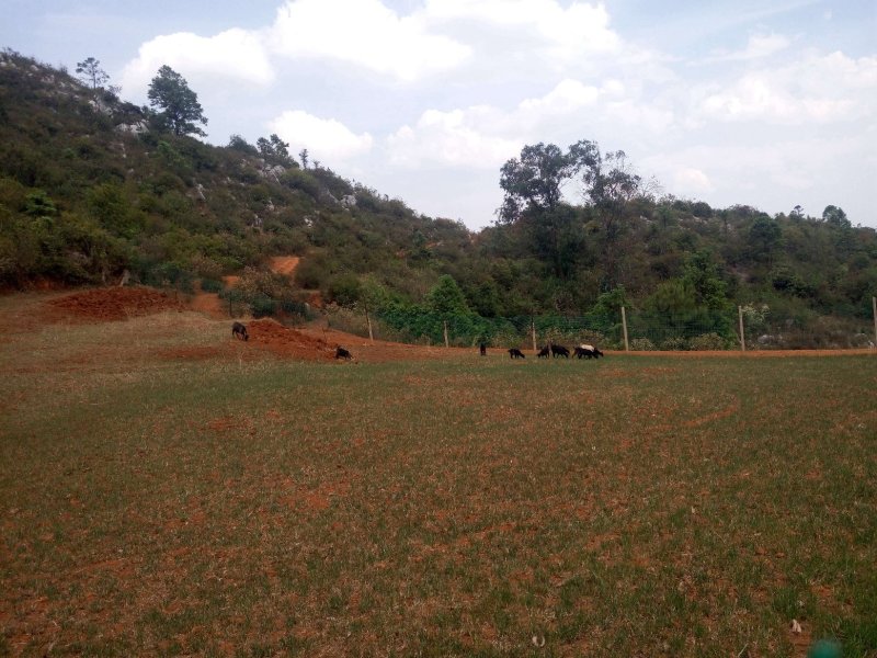有好货：易门300亩畜牧养殖、种植用地转租，水电路房齐全
