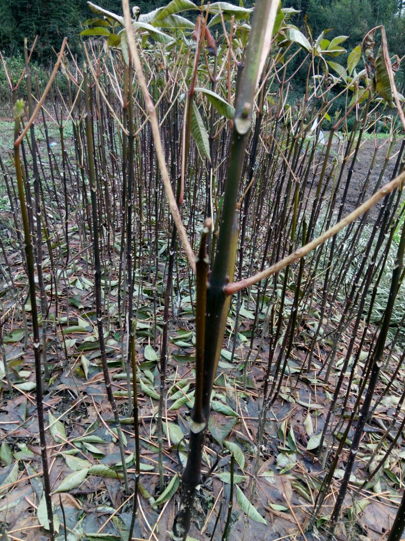 中花吴茱芋苗批发