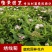 绣线菊粉花绣线菊庭院花卉风景树花园林绿化苗木工程苗木花卉