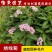 绣线菊粉花绣线菊庭院花卉风景树花园林绿化苗木工程苗木花卉