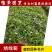 绣线菊粉花绣线菊庭院花卉风景树花园林绿化苗木工程苗木花卉