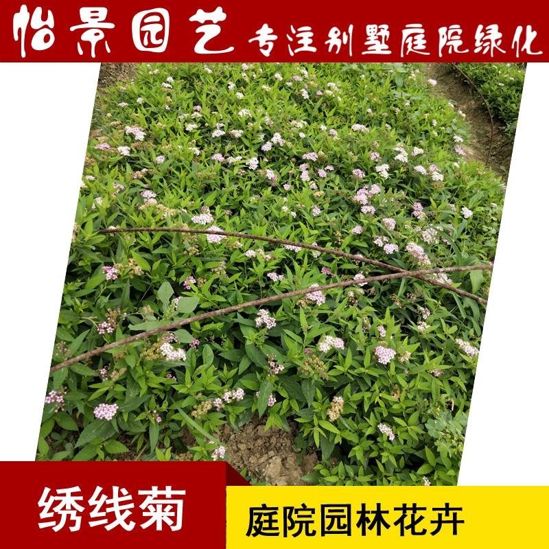 绣线菊粉花绣线菊庭院花卉风景树花园林绿化苗木工程苗木花卉