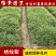 绣线菊粉花绣线菊庭院花卉风景树花园林绿化苗木工程苗木花卉