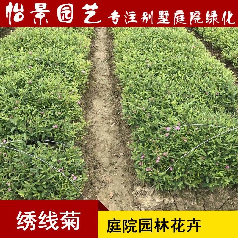 绣线菊粉花绣线菊庭院花卉风景树花园林绿化苗木工程苗木花卉