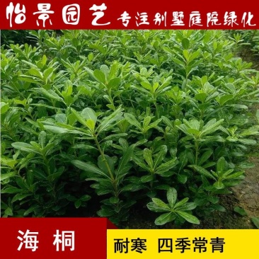 海桐球海桐小苗七里香树苗庭院花卉风景树园林绿化树工程苗木