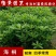 海桐球海桐小苗七里香树苗庭院花卉风景树园林绿化树工程苗木