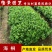 海桐球海桐小苗七里香树苗庭院花卉风景树园林绿化树工程苗木