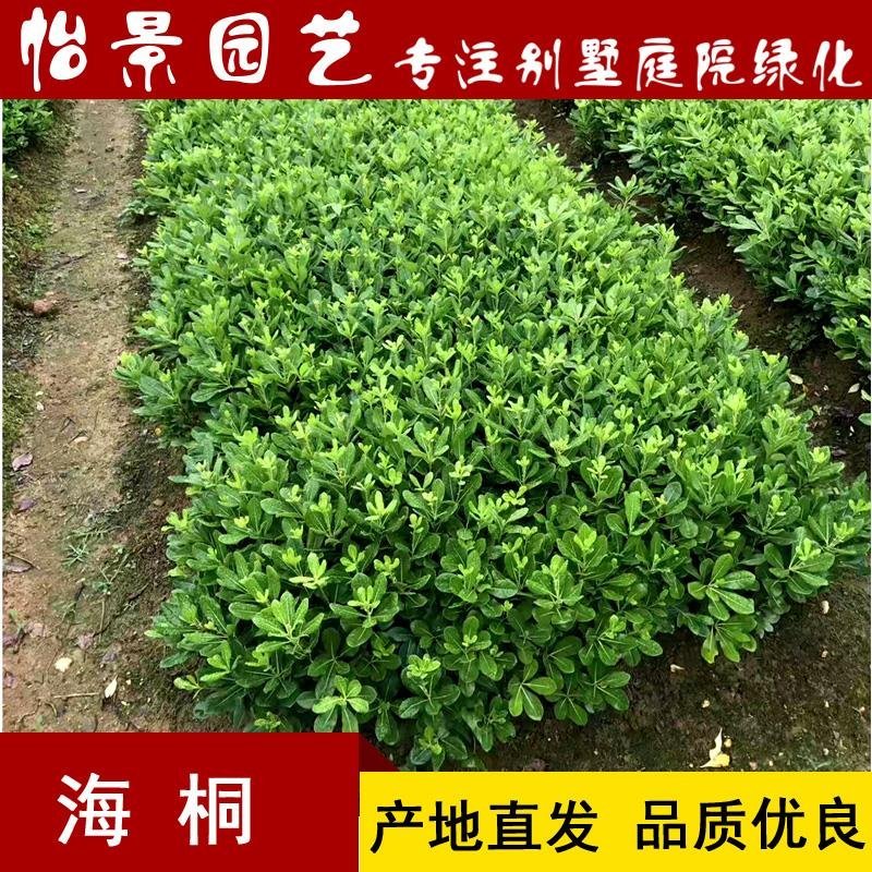 海桐球海桐小苗七里香树苗庭院花卉风景树园林绿化树工程苗木