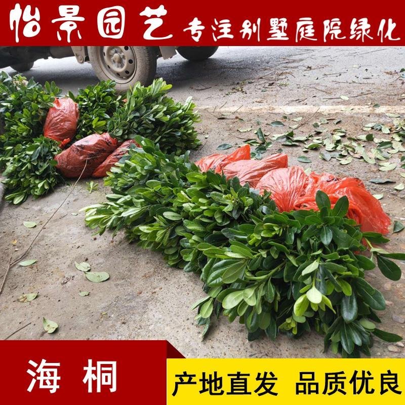 海桐球海桐小苗七里香树苗庭院花卉风景树园林绿化树工程苗木