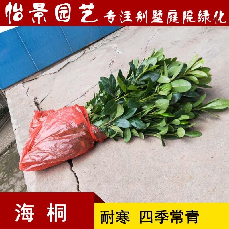 海桐球海桐小苗七里香树苗庭院花卉风景树园林绿化树工程苗木