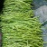 冬季芦蒿还有十天上市