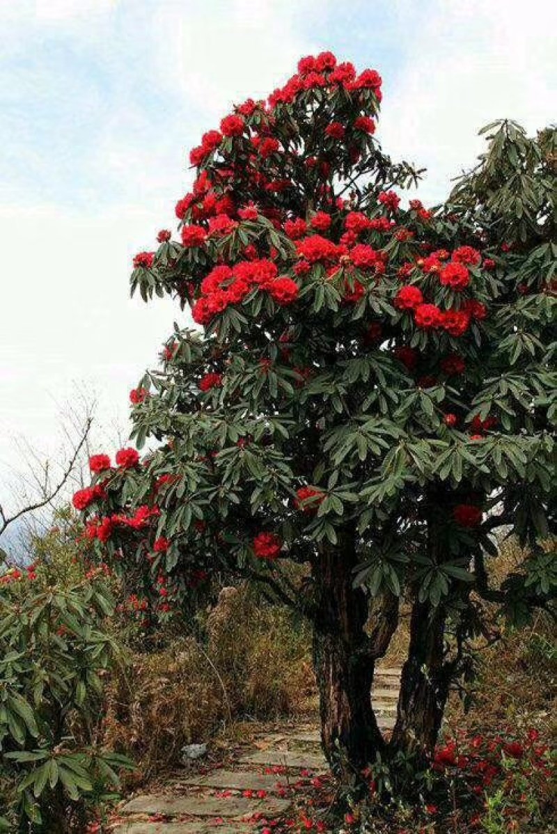 杜鹃，马缨花，高山杜鹃