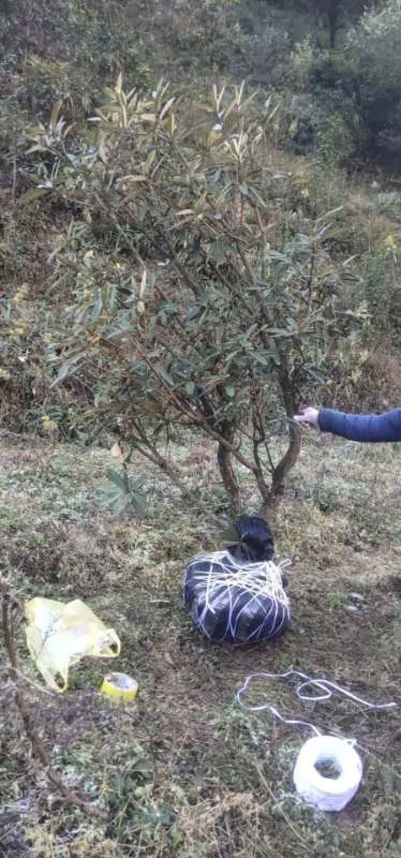 杜鹃，马缨花，高山杜鹃