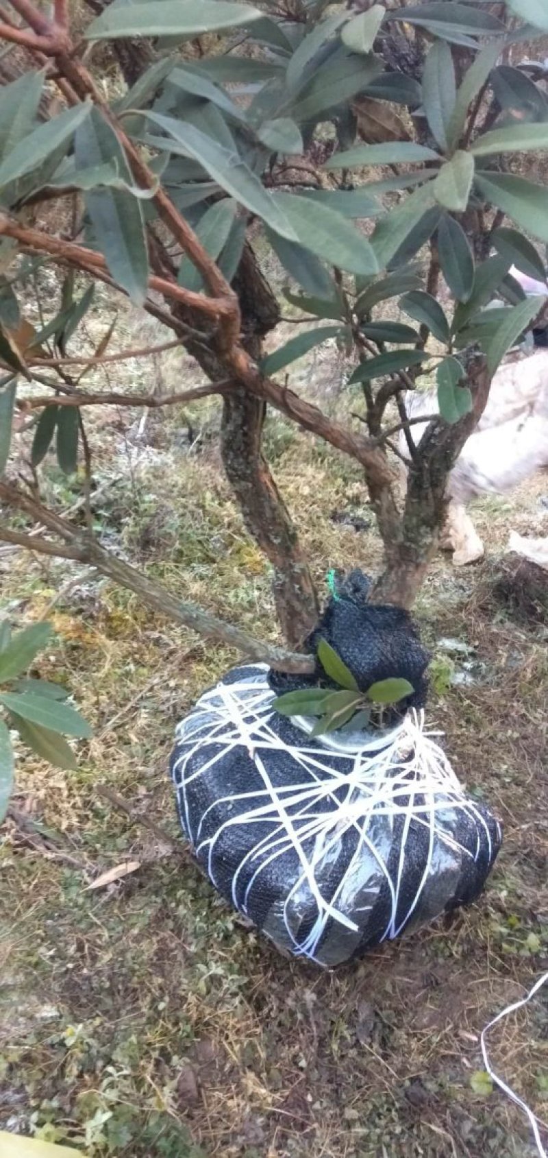 杜鹃，马缨花，高山杜鹃