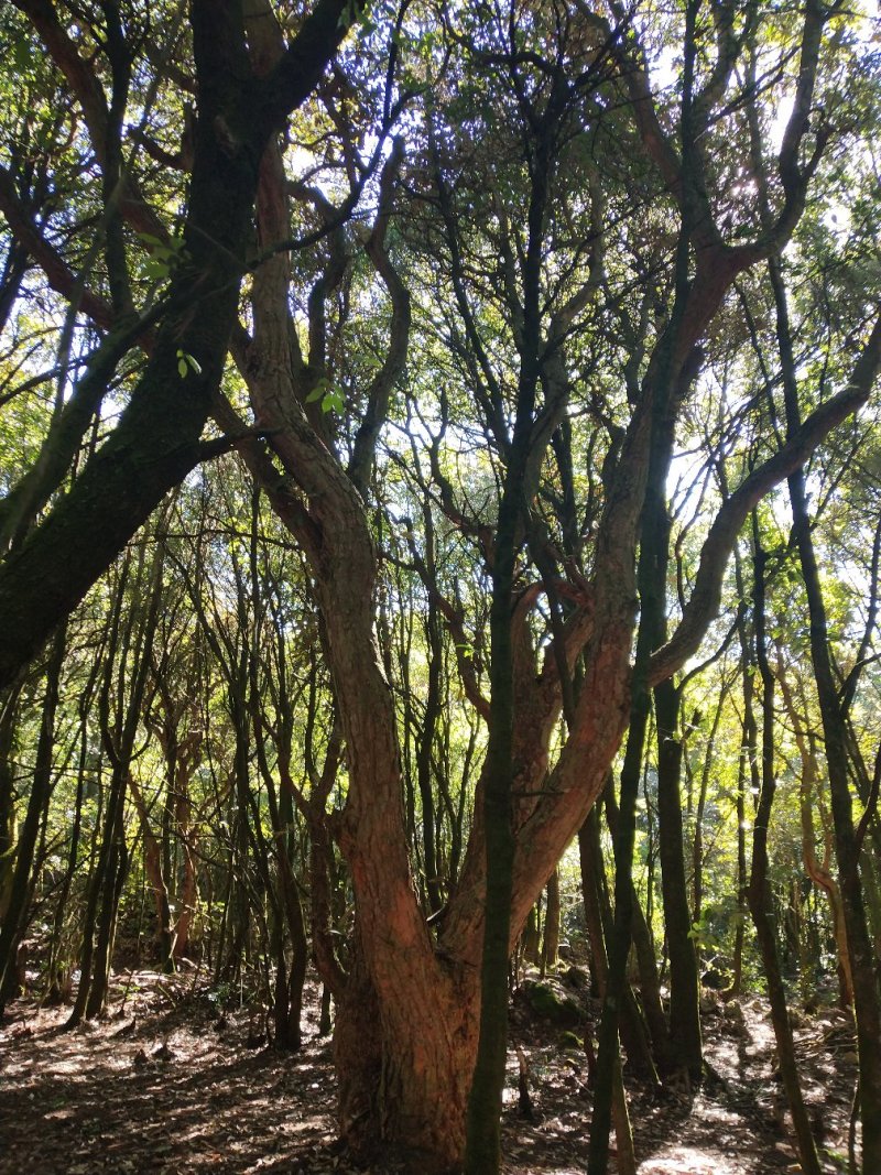 杜鹃，马缨花，高山杜鹃