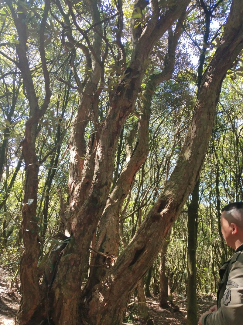 杜鹃，马缨花，高山杜鹃