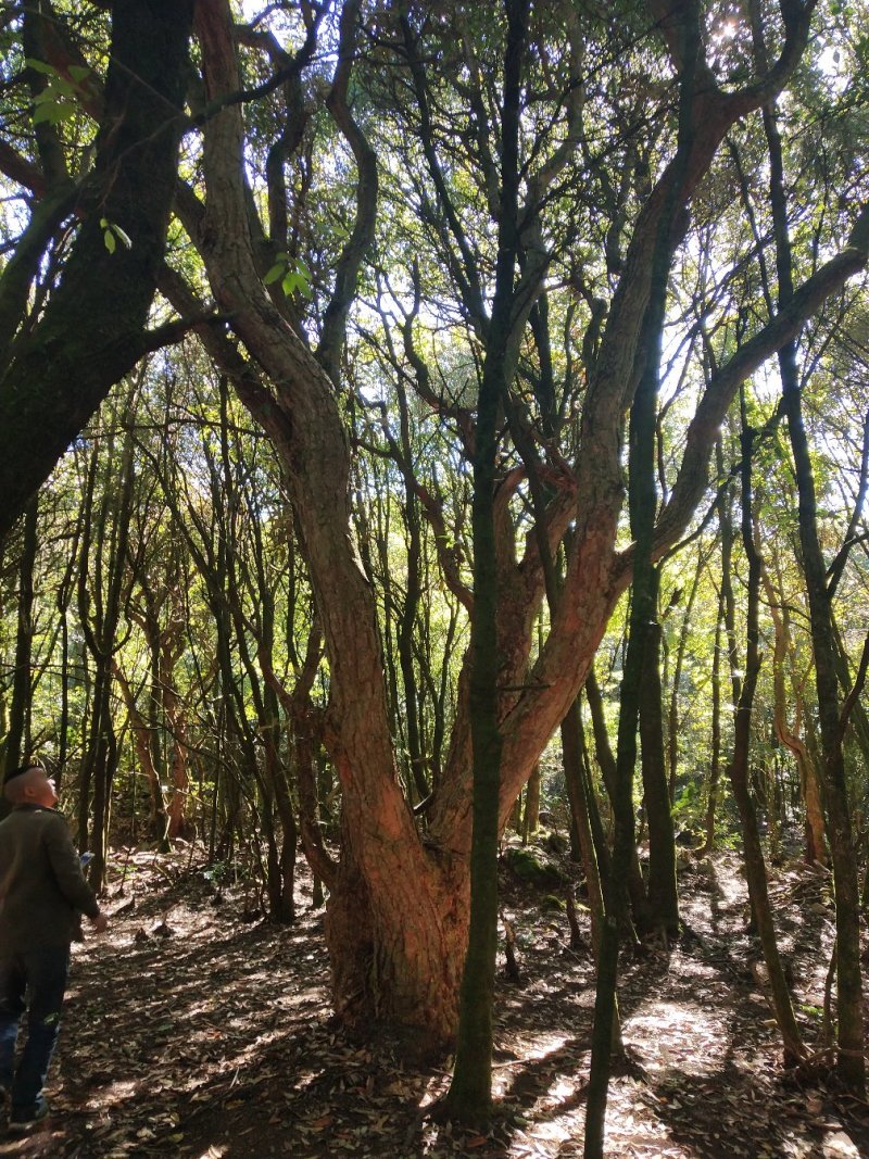 杜鹃，马缨花，高山杜鹃