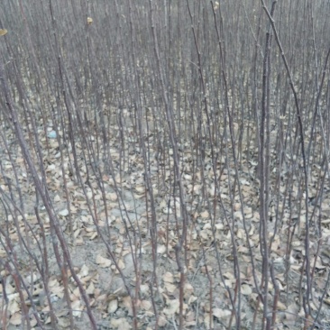 苹果苗，富士苹果树，烟富苹果苗