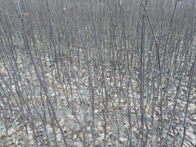 苹果苗，富士苹果树，烟富苹果苗