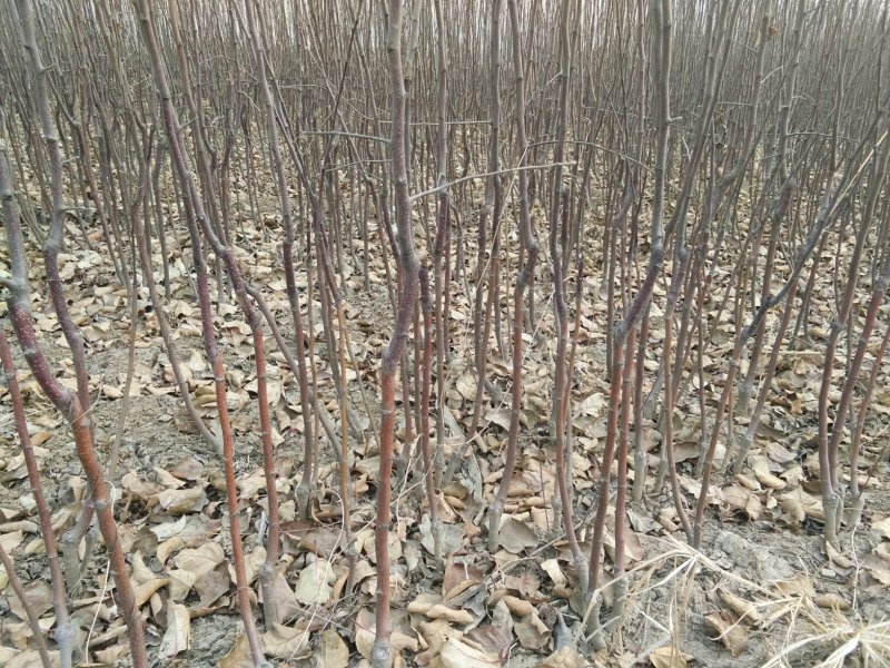 苹果苗，富士苹果树，烟富苹果苗