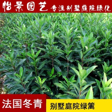 法国冬青小苗绿篱珊瑚树绿化绿篱苗庭院花卉风景树花境植