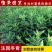 法国冬青小苗绿篱珊瑚树绿化绿篱苗庭院花卉风景树花境植