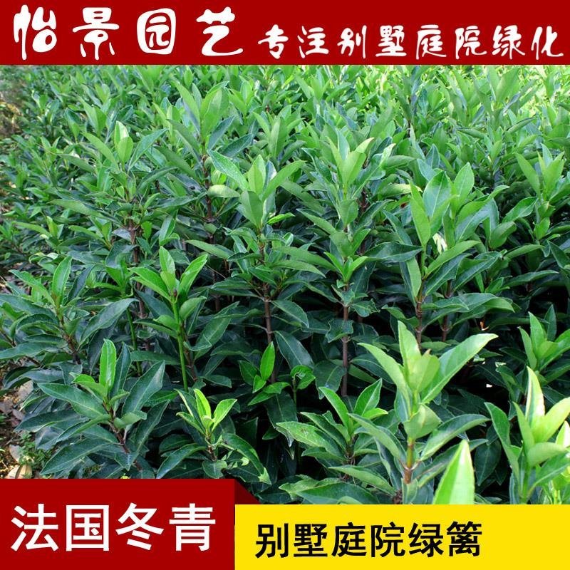 法国冬青小苗绿篱珊瑚树绿化绿篱苗庭院花卉风景树花境植