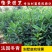 法国冬青小苗绿篱珊瑚树绿化绿篱苗庭院花卉风景树花境植